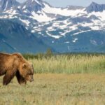 Alaska, niedźwiedź