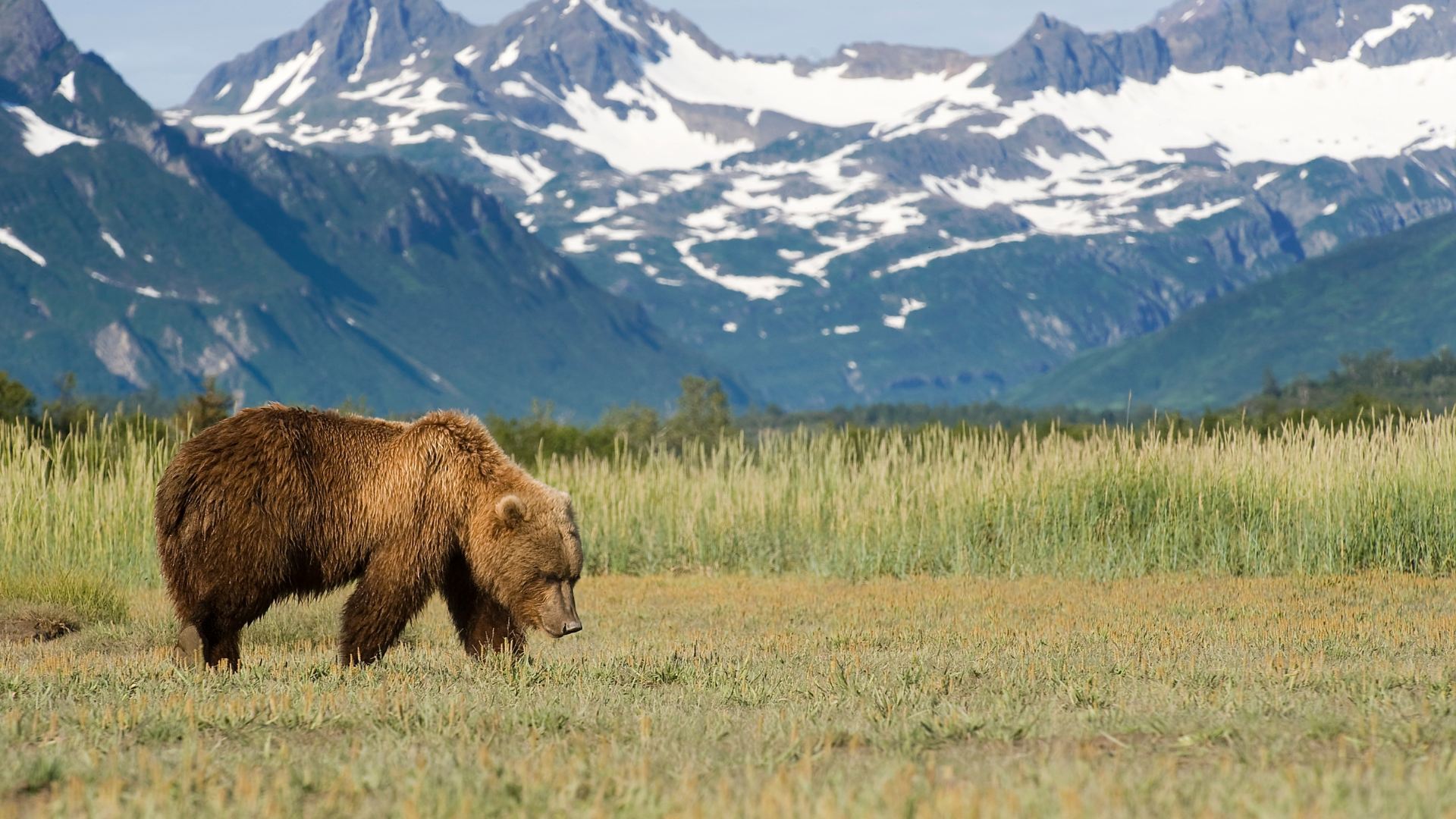 Alaska, niedźwiedź