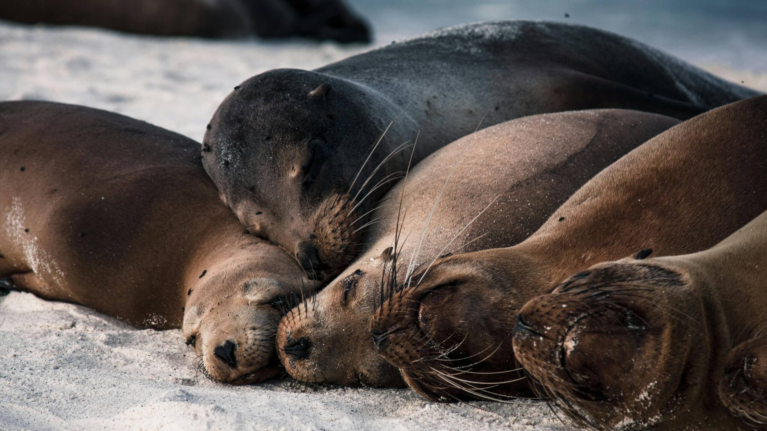 Galapagos, fauna i flora