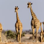 Namibia, Etosha