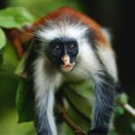 Zanzibar, Josani forest