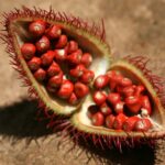 Zanzibar, spice tour