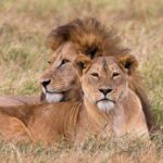 Tanzania oferta, Tanzania wycieczka, Tanzania safari