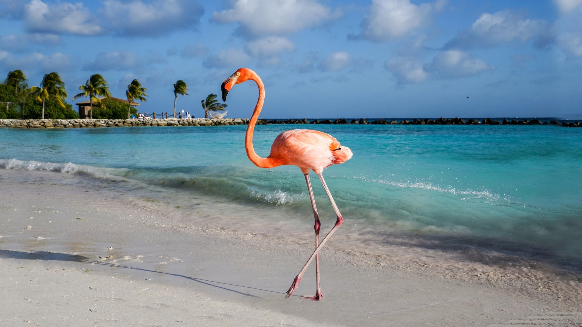 Aruba oferta, Aruba wycieczka, Aruba flamingi