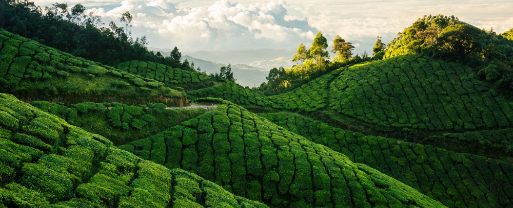 Indie Munnar