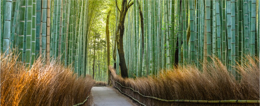 Japonia, las bambusowy