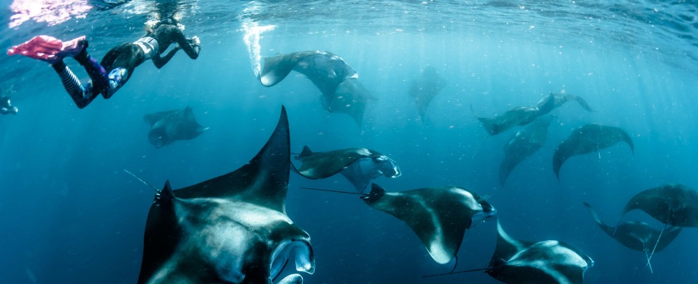 Malediwy, nurkowanie z Mantami