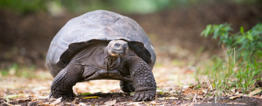 Galapagos, żółw olbrzymi