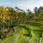 Bali, Tarasy ryżowe Tegalalang