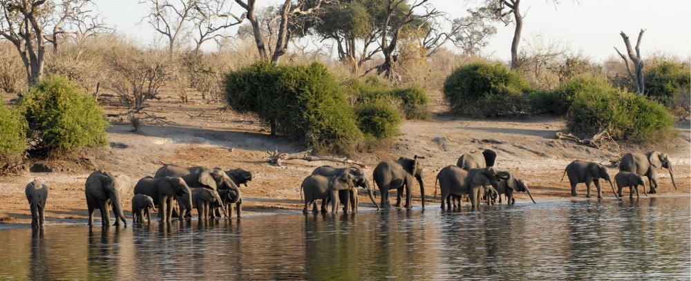 Botswana oferta, Botswana wycieczka, Botswana safari