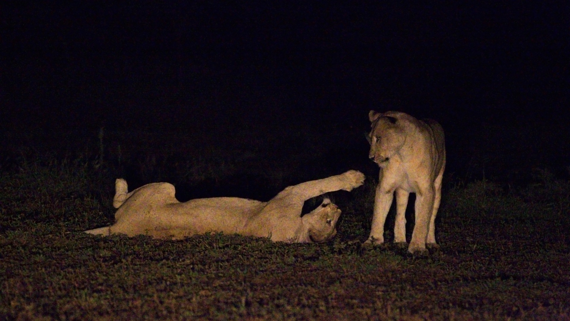 Singapur, nocne safari